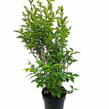 Ligustrum ovalifolium
