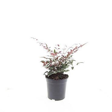 Nandina d. Obsessed