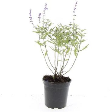Perovskia 'Blue Spire'