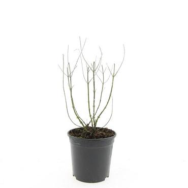 Perovskia 'Blue Spire'