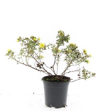 Potentilla f. 'Elizabeth'