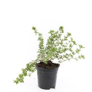 Potentilla f. 'Elizabeth'