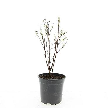 Potentilla f. 'Jackman's Variety'