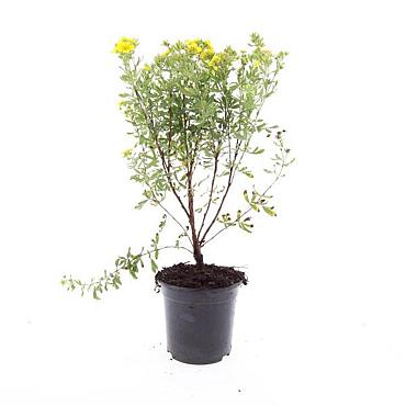 Potentilla f. 'Jackman's Variety'
