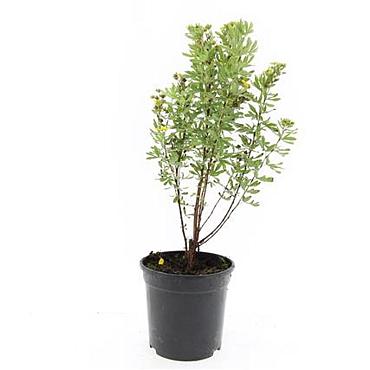 Potentilla f. 'Jackman's Variety'