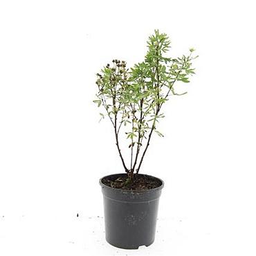 Potentilla f. 'Jackman's Variety'