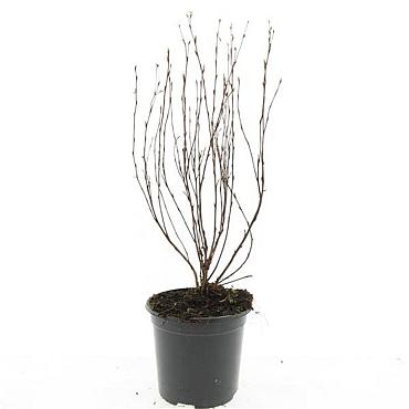 Potentilla f. 'Jackman's Variety'