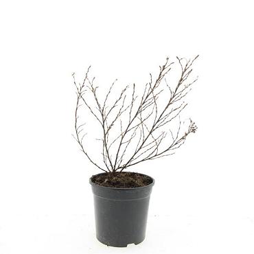 Potentilla f. 'Tangerine'