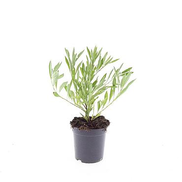 Prunus pumila depressa