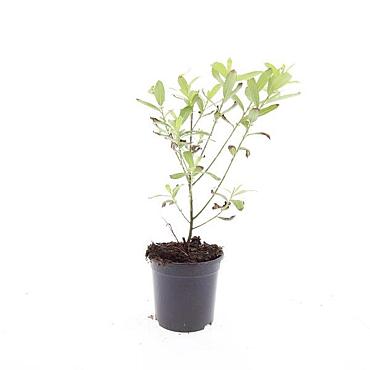 Salix gracilistyla 'Mount Aso'