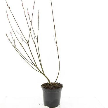 Salix gracilistyla 'Mount Aso'
