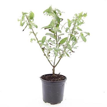 Salix gracilistyla 'Mount Aso'
