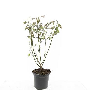 Salix gracilistyla 'Mount Aso'