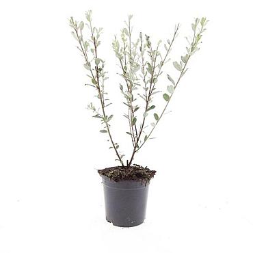 Salix repens