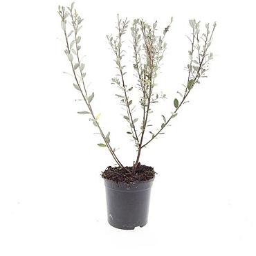 Salix repens