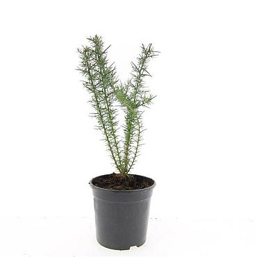 Ulex europaeus