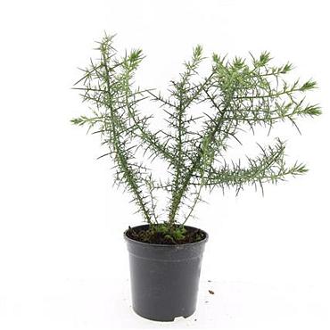 Ulex europaeus