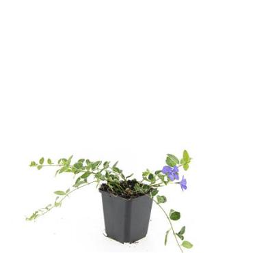 Vinca minor 'Ralph Shugert'