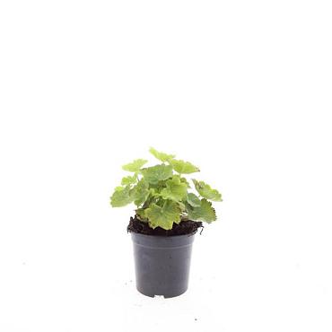Alchemilla mollis