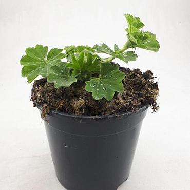 Alchemilla mollis