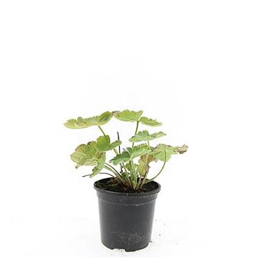 Alchemilla mollis