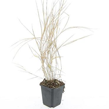 Hakonechloa macra