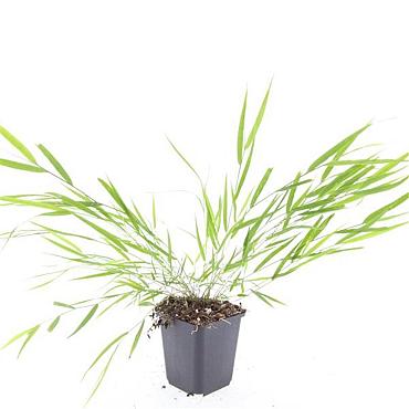 Hakonechloa macra