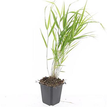 Hakonechloa macra