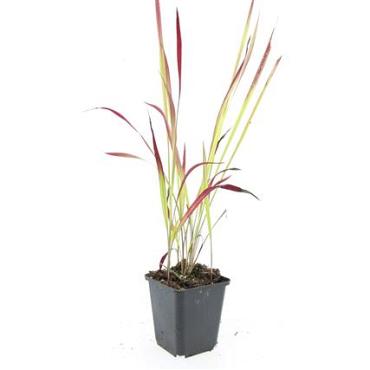Imperata cylindrica 'Red Baron'