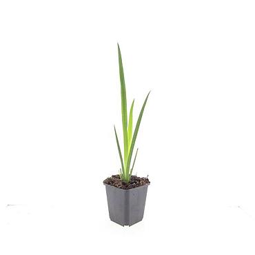Iris pseudacorus