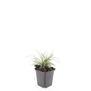 Luzula nivea