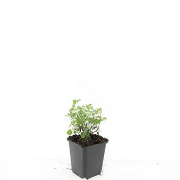 Nepeta 'Six Hills Giant'