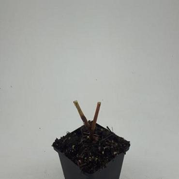 Persicaria amplexicaulis
