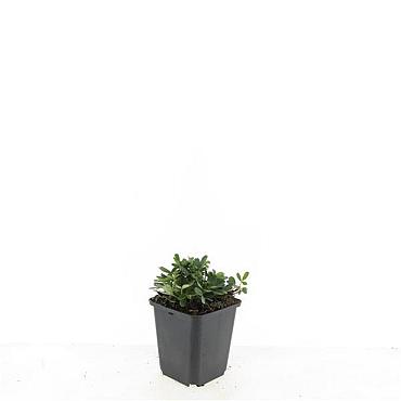 Potentilla tridentata 'Nuuk'
