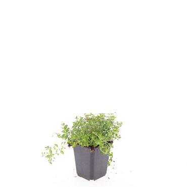 Thymus serpyllum