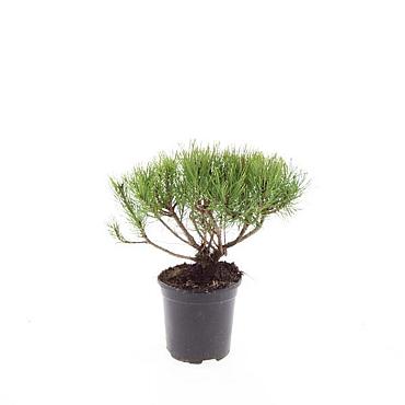 Pinus mugo mugo