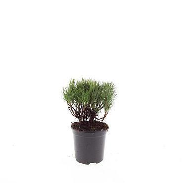 Pinus mugo mugo