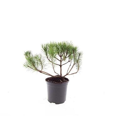 Pinus mugo pumilio