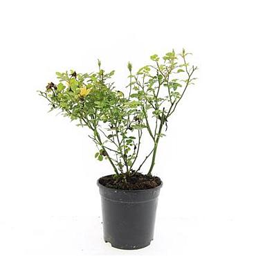 Rosa (P) Yellow Fairy