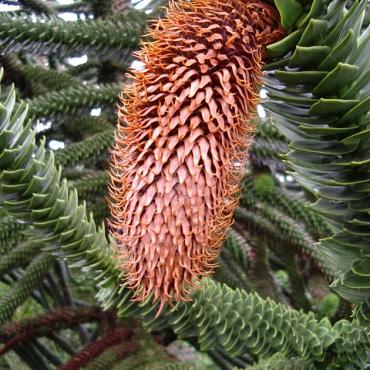 Araucaria araucana