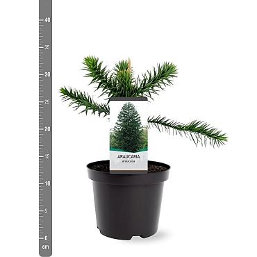 Araucaria araucana