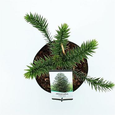 Araucaria araucana