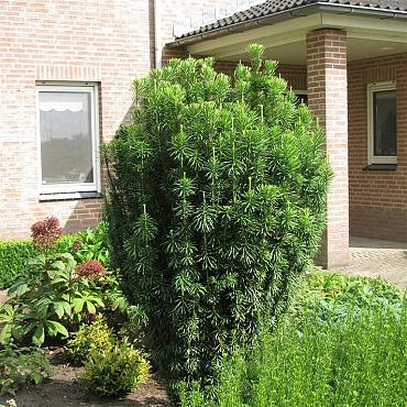 Cephalotaxus h. 'Fastigiata'