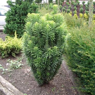 Cephalotaxus h. 'Fastigiata'