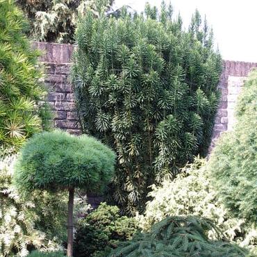 Cephalotaxus h. 'Fastigiata'