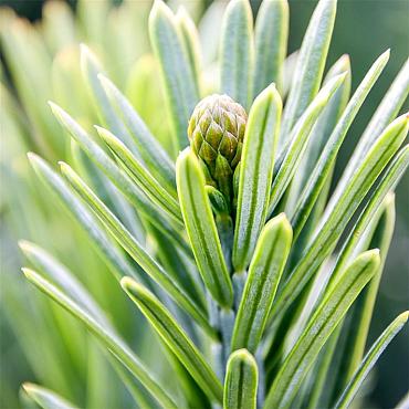 Cephalotaxus h. 'Fastigiata'
