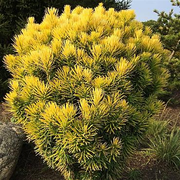 Cephalotaxus h. 'Korean Gold'