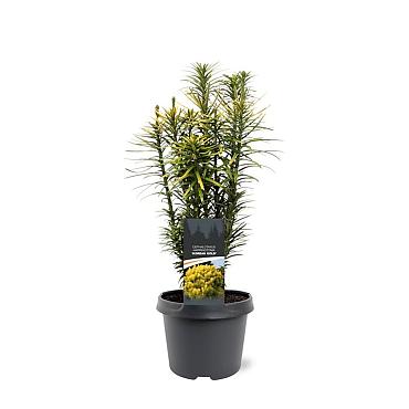 Cephalotaxus h. 'Korean Gold'