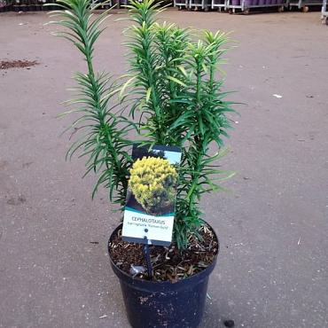 Cephalotaxus h. 'Korean Gold'