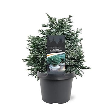 Chamaecyparis p. 'Blue Planet'